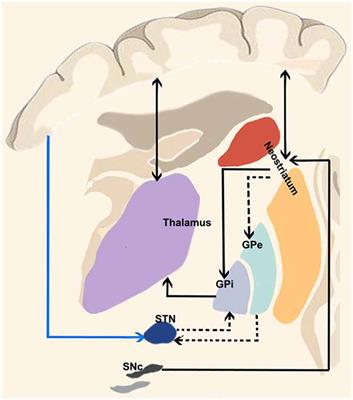 The Cortico-Basal Ganglia-Cerebellar Network: Past, Present and Future Perspectives